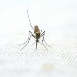 MSF Notes Increased Malaria Cases in Nigeria's Conflict Zones